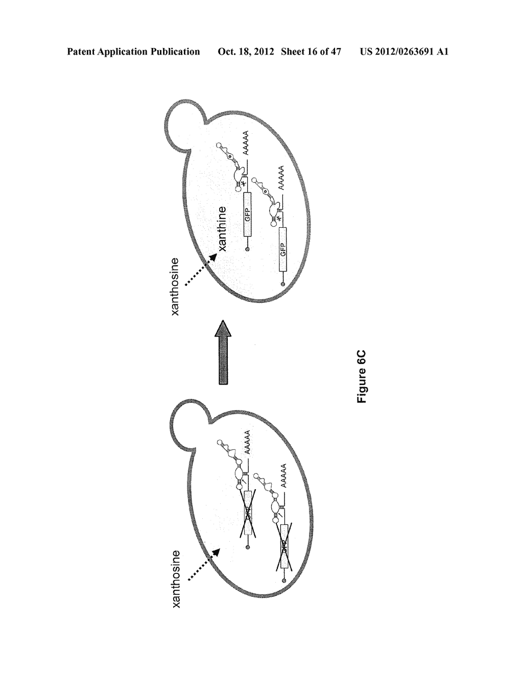 MODULAR APTAMER-REGULATED RIBOZYMES - diagram, schematic, and image 17