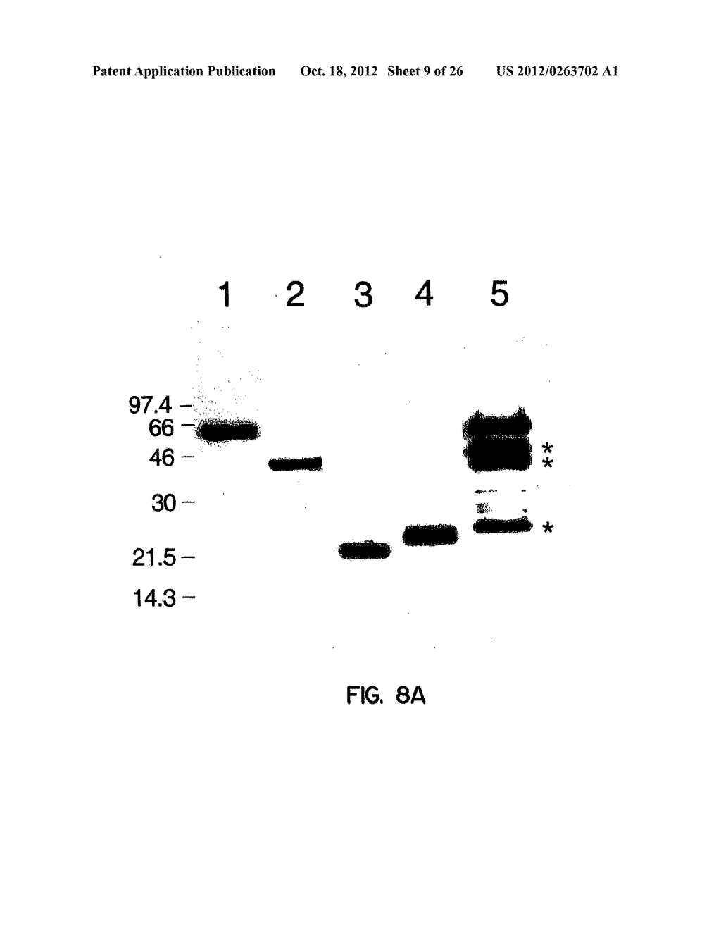 Human Aminoacyl-tRNA Synthetase Polypeptides Useful For The Regulation of     Angiogenesis - diagram, schematic, and image 10