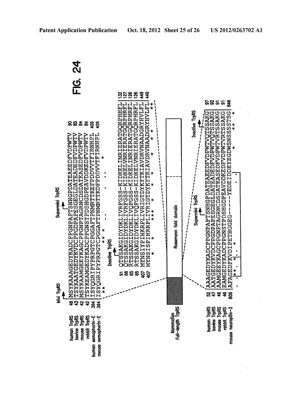 Human Aminoacyl-tRNA Synthetase Polypeptides Useful For The Regulation of     Angiogenesis - diagram, schematic, and image 26