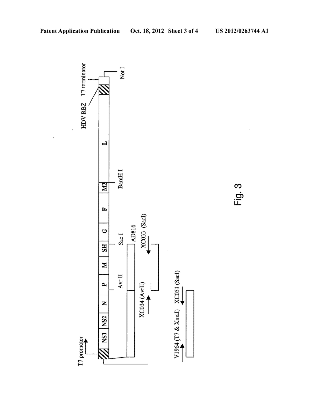 Compositions And Methods Involving Respiratory Syncytial Virus Subgroup B     Strain 9320 - diagram, schematic, and image 04