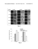 Compositions And Method For Tissue Preservation diagram and image