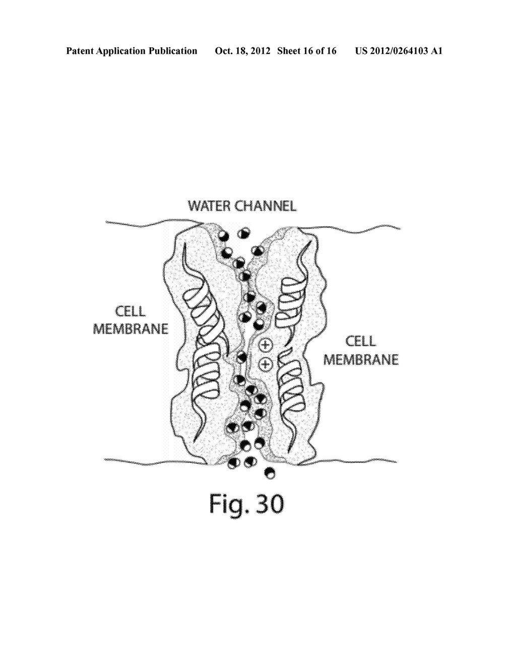 Compositions And Method For Tissue Preservation - diagram, schematic, and image 17