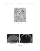 USE OF SUPERHYDROPHOBIC SURFACES FOR LIQUID AGGLUTINATION ASSAYS diagram and image