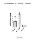 DETECTION OF B-CELL ACTIVATING FACTOR AS A BIOMARKER FOR ANTIBODY MEDIATED     REJECTION IN TRANSPLANT RECIPIENTS diagram and image