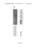 METHODS AND COMPOSITIONS FOR DIAGNOSIS AND PROGNOSIS OF RENAL INJURY AND     RENAL FAILURE diagram and image