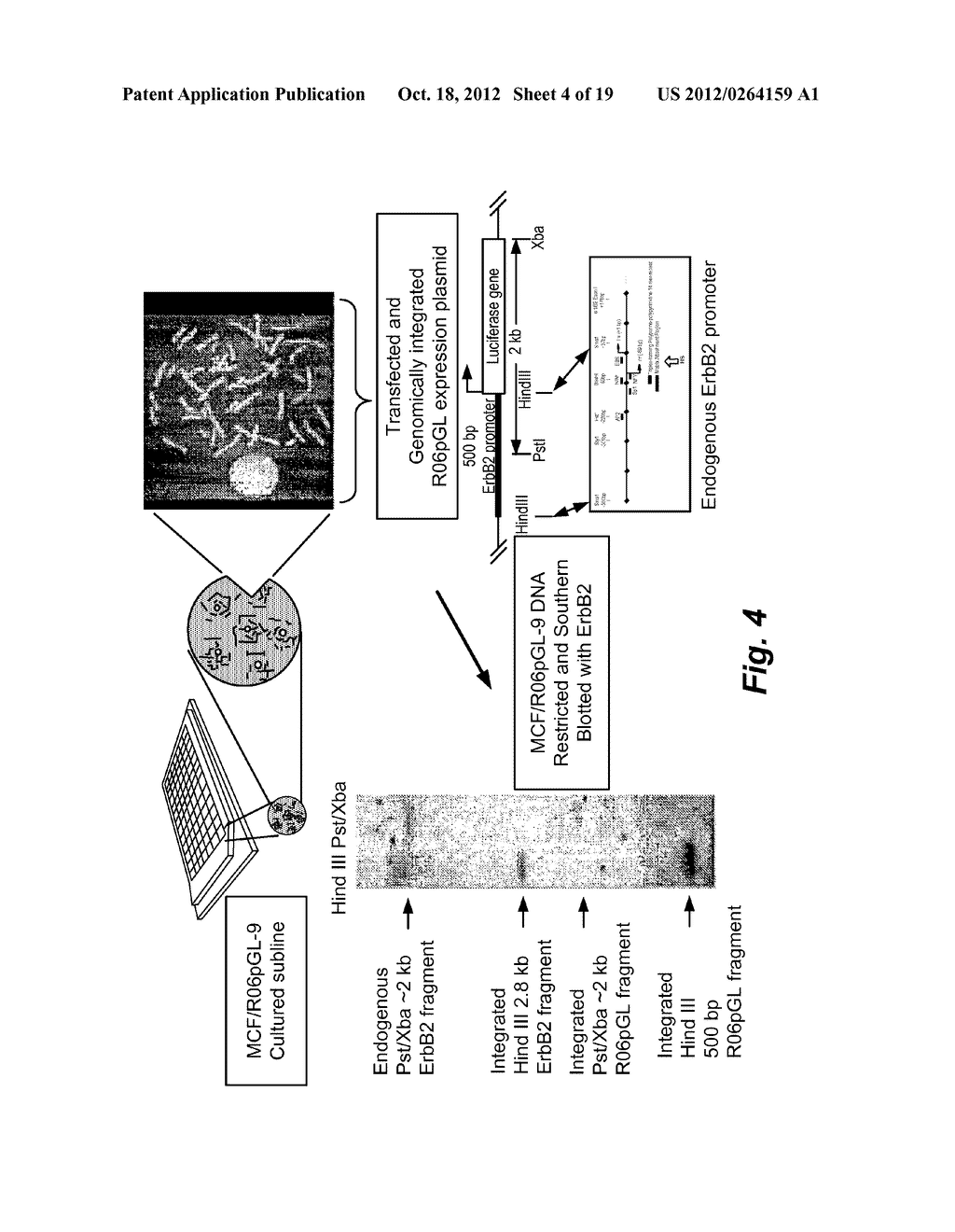 SCREENING SYSTEM FOR MODULATORS OF HER2 MEDIATED TRANSCRIPTION AND HER2     MODULATORS IDENTIFED THEREBY - diagram, schematic, and image 05