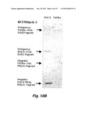 SCREENING SYSTEM FOR MODULATORS OF HER2 MEDIATED TRANSCRIPTION AND HER2     MODULATORS IDENTIFED THEREBY diagram and image