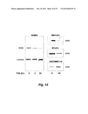 SCREENING SYSTEM FOR MODULATORS OF HER2 MEDIATED TRANSCRIPTION AND HER2     MODULATORS IDENTIFED THEREBY diagram and image