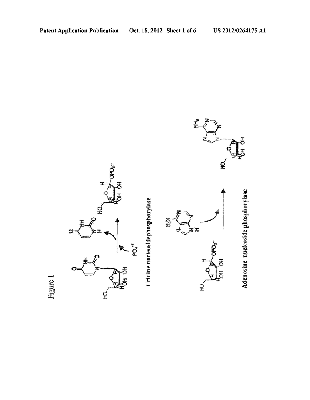 THERMOSTABLE BIOCATALYST COMBINATION FOR NUCLEOSIDE SYNTHESIS - diagram, schematic, and image 02