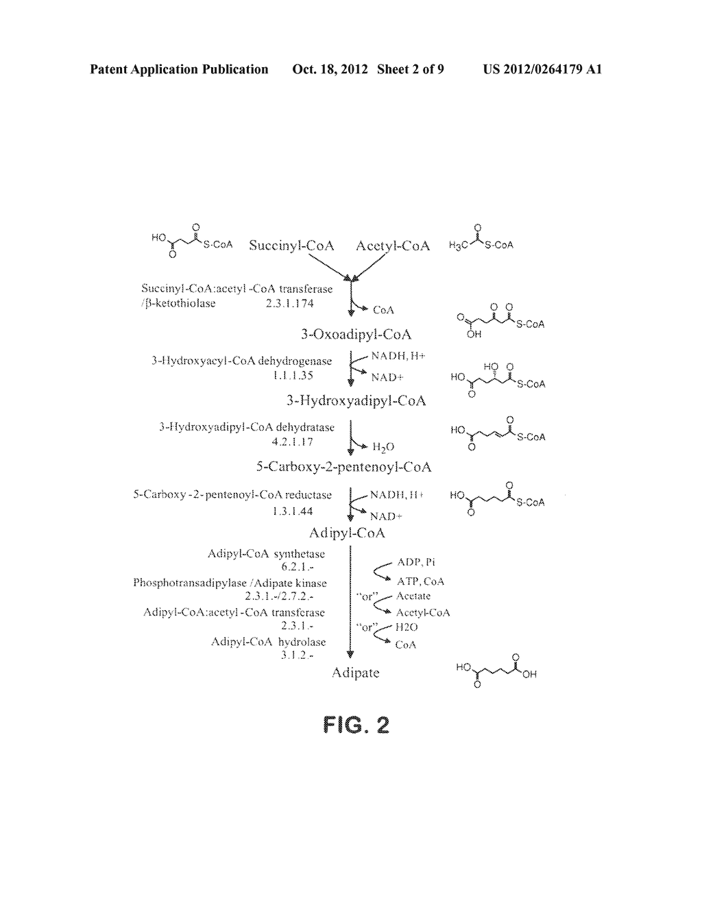 MICROORGANISMS FOR THE PRODUCTION OF ADIPIC ACID AND OTHER COMPOUNDS - diagram, schematic, and image 03