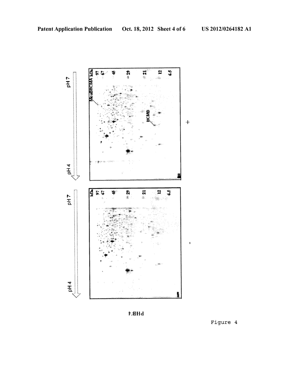 USE OF A PROTEIN HOMOLOGOUS TO A MEAB PROTEIN FOR INCREASING THE ENZYMATIC     ACTIVITY OF A 3-HYDROXYCARBOXYLIC ACID-COA MUTASE - diagram, schematic, and image 05