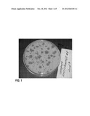 Cellulose and Xylan Fermentation by Novel Anaerobic Thermophilic     Clostridia Isolated From Self-Heated Biocompost diagram and image