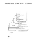 Cellulose and Xylan Fermentation by Novel Anaerobic Thermophilic     Clostridia Isolated From Self-Heated Biocompost diagram and image