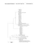 Cellulose and Xylan Fermentation by Novel Anaerobic Thermophilic     Clostridia Isolated From Self-Heated Biocompost diagram and image