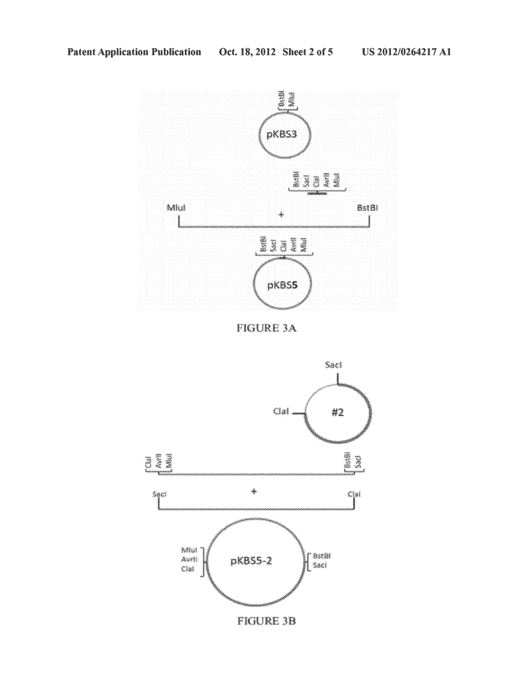 RESPIRATORY SYNCYTIAL VIRUS EXPRESSION VECTORS - diagram, schematic, and image 03