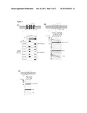 ASSAY FOR ORAI CALCIUM CHANNEL REGULATORS diagram and image