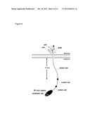 ASSAY FOR ORAI CALCIUM CHANNEL REGULATORS diagram and image