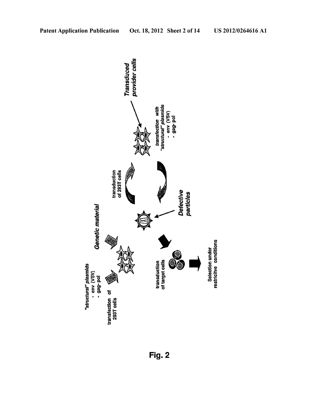 LENTIVIRAL-BASED VECTOR AND ITS USE IN DIRECTED EVOLUTION OF GENOMIC     REGIONS, GENES AND POLYNUCLEOTIDES - diagram, schematic, and image 03