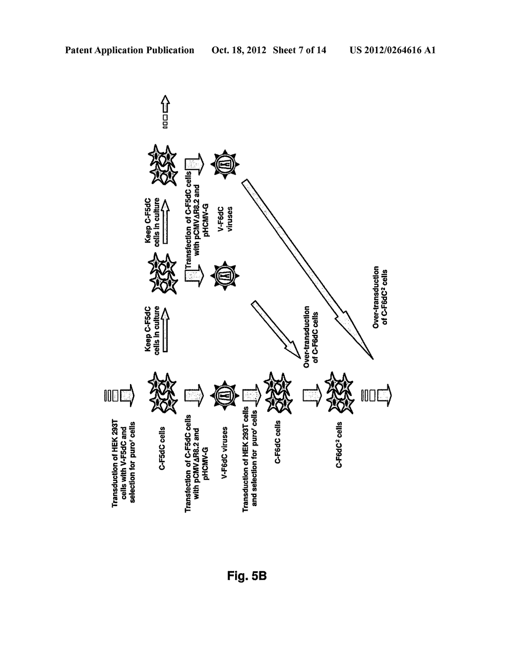 LENTIVIRAL-BASED VECTOR AND ITS USE IN DIRECTED EVOLUTION OF GENOMIC     REGIONS, GENES AND POLYNUCLEOTIDES - diagram, schematic, and image 08