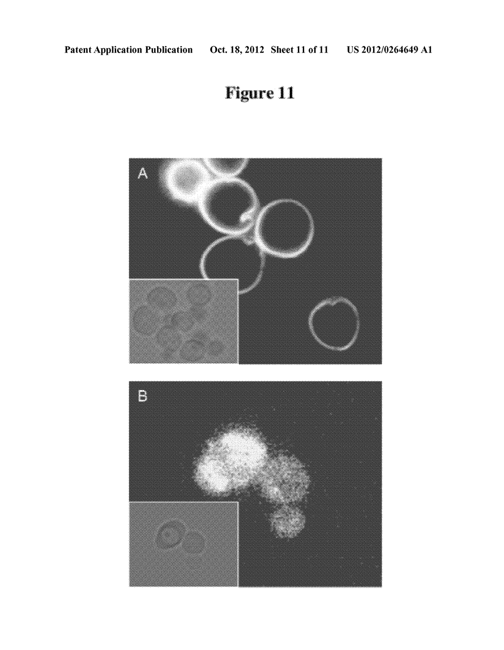 AGENTS FOR ENHANCED CHARGE TRANSPORT ACROSS MICROBIAL MEMBRANES - diagram, schematic, and image 12