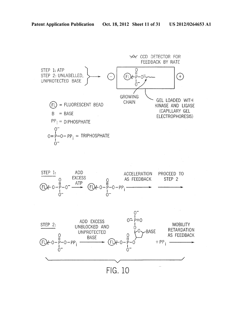 Methods for High Fidelity Production of Long Nucleic Acid Molecules - diagram, schematic, and image 12