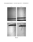 IDENTIFICATION AND TREATMENT OF CANCER SUBSETS diagram and image