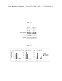 OXAZOLE AND THIAZOLE COMPOUNDS AS BETA-CATENIN MODULATORS AND USES THEREOF diagram and image