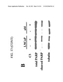 OXAZOLE AND THIAZOLE COMPOUNDS AS BETA-CATENIN MODULATORS AND USES THEREOF diagram and image