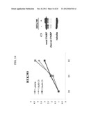 OXAZOLE AND THIAZOLE COMPOUNDS AS BETA-CATENIN MODULATORS AND USES THEREOF diagram and image