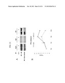 OXAZOLE AND THIAZOLE COMPOUNDS AS BETA-CATENIN MODULATORS AND USES THEREOF diagram and image