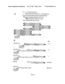 SPIDER SILK PROTEINS AND METHODS FOR PRODUCING SPIDER SILK PROTEINS diagram and image