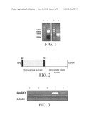 Plant Stress Tolerance Related Protein GmSIK1 and Encoding Gene and Use     Thereof diagram and image