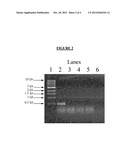 FREEZE TOLERANT EUCALYPTUS diagram and image