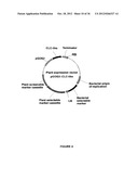 Plants Having Enhanced Yield-Related Traits and a Method for Making the     Same diagram and image