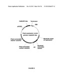 Plants Having Enhanced Yield-Related Traits and a Method for Making the     Same diagram and image