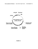 Plants Having Enhanced Yield-Related Traits and a Method for Making the     Same diagram and image