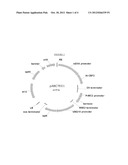 Freeze tolerant hybrid eucalyptus named  FTE 427  diagram and image