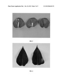 ANTHURIUM PLANT NAMED  ANTHZUPAP  diagram and image