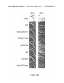 ANALYZING THE EXPRESSION OF BIOMARKERS IN CELLS WITH MOMENTS diagram and image