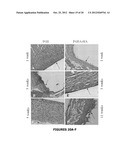 BIODEGRADABLE ELASTOMERS diagram and image