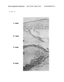 PRODUCTIONS OF ARTIFICIAL TISSUES BY MEANS OF TISSUE ENGINEERING USING     AGAROSE-FIBRIN BIOMATERIALS diagram and image