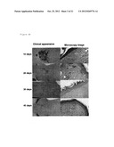 PRODUCTIONS OF ARTIFICIAL TISSUES BY MEANS OF TISSUE ENGINEERING USING     AGAROSE-FIBRIN BIOMATERIALS diagram and image