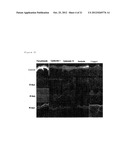 PRODUCTIONS OF ARTIFICIAL TISSUES BY MEANS OF TISSUE ENGINEERING USING     AGAROSE-FIBRIN BIOMATERIALS diagram and image