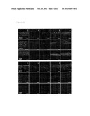 PRODUCTIONS OF ARTIFICIAL TISSUES BY MEANS OF TISSUE ENGINEERING USING     AGAROSE-FIBRIN BIOMATERIALS diagram and image