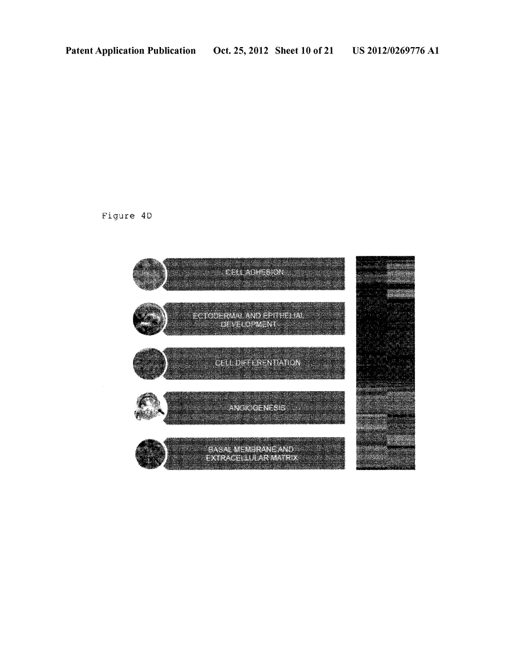 PRODUCTIONS OF ARTIFICIAL TISSUES BY MEANS OF TISSUE ENGINEERING USING     AGAROSE-FIBRIN BIOMATERIALS - diagram, schematic, and image 11