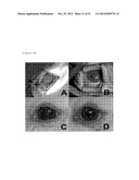 PRODUCTIONS OF ARTIFICIAL TISSUES BY MEANS OF TISSUE ENGINEERING USING     AGAROSE-FIBRIN BIOMATERIALS diagram and image