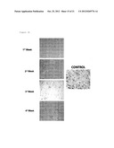 PRODUCTIONS OF ARTIFICIAL TISSUES BY MEANS OF TISSUE ENGINEERING USING     AGAROSE-FIBRIN BIOMATERIALS diagram and image