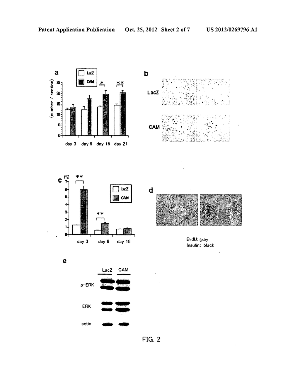 Method for Enhancing Pancreatic Beta Cell Proliferation, Increasing Serum     Insulin Concentration, Decreasing Blood Glucose Concentration And     Treating And/Or Preventing Diabetes - diagram, schematic, and image 03