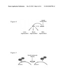 ENHANCEMENT OF REGENERATION BY MODULATION OF NOTUM ACTIVITY diagram and image