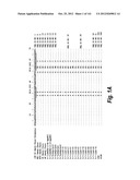 MONOSPECIFIC AND BISPECIFIC ANTI-IGF-1R AND ANTI-ERBB3 ANTIBODIES diagram and image